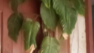 Qual o nome dessa planta