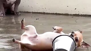 Dog funny 24