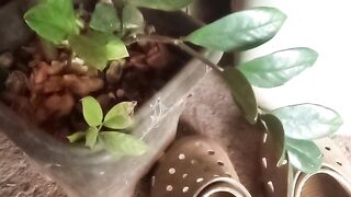 Alguém sabe o nome dessa flor