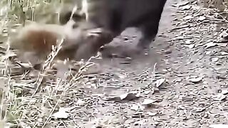 Kucing vs garangan