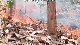 Kebakaran hutan 2