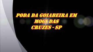 554 ) -PODA DA GOIABEIRA