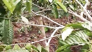 kopi indonesia