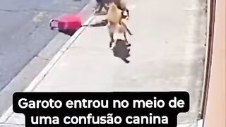 Bad dog