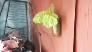 Couve Mantega gigante