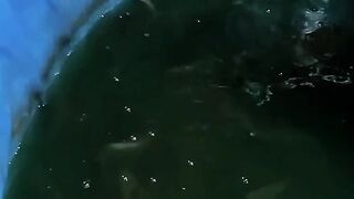 Discussion Regarding Catfish Feeding Schedule