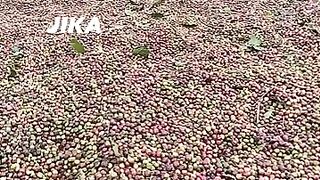 kopi indonesia 2