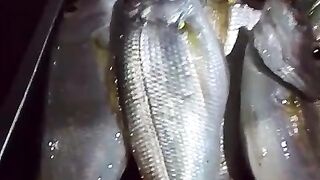 Mancing mania 8