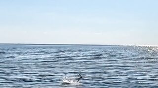 Keindahan Laut Lepas