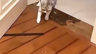 Funny cats 129