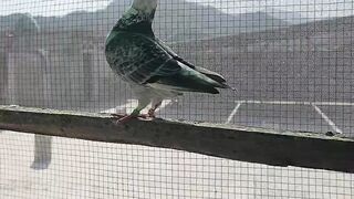 Grezar pigeon