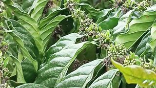 kopi indonesia 3