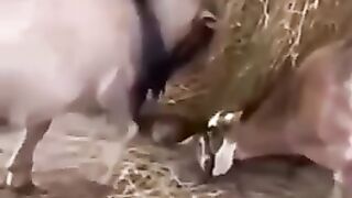 Big lesson