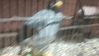 An obedient bird
