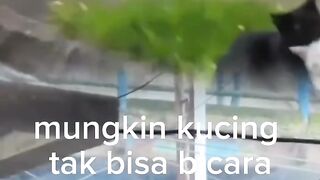 Kucing sedih 2