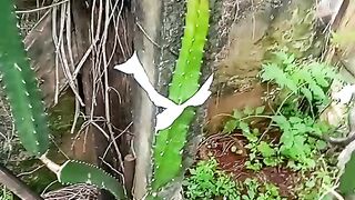 Pitaya