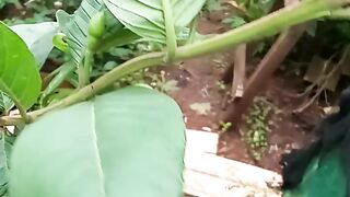 Goiaba tailandesa gigante