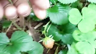 Morango gigante
