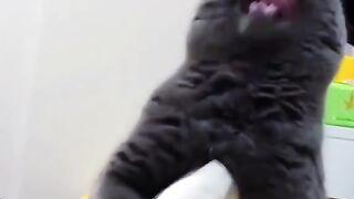 Funny cat 🤣