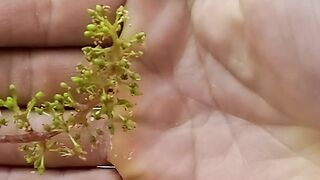 Pé de uva carregado