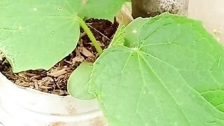 Pepino em vaso