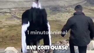 1 minuto animal - o maior pássaro voador do mundo
