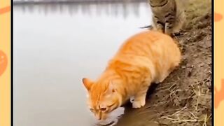 Cat funny video 37