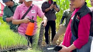 Alternative ways to control pests on shallot plants without using pesticides