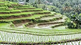 Stunning Nature View 🌾 Mountains, Rice Fields & Blue Sky