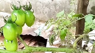 Tomate 5