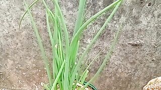 Verduras na pet
