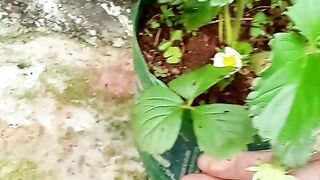 Morango gigante 2