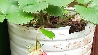 Morango gigante na pet