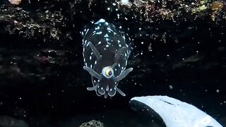 I Was Filming the Ocean Floor… Then THIS Appeared 👁️🌊
