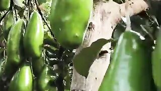 Kebun alpukat