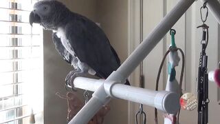 Talking parrot counts votes for Speaker of the House