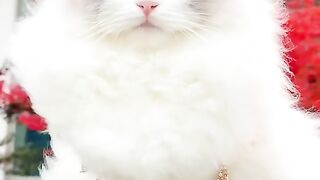 Beautiful blue eyes cat.