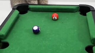 Cat is playing snooker