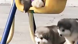 Funny dogs????