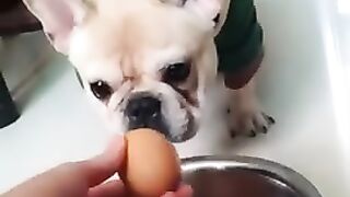 Funny dogs videos 2023????