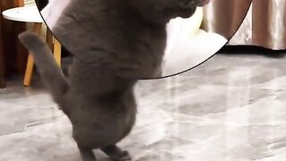 Naughty black cat.