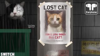 Treating Cats Infested with Parasites | ear cleaning | eye insect removal | cat care