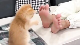 Funny cat playing with a man's foot