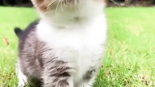 Cute baby cat ! Cute funny cat