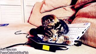 cute baby cats meowing ! cute baby cats funny videos