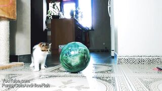 funny cat videos ! funny animal videos