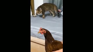 Funny videos