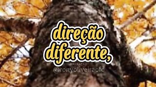 motivaçaodiaria