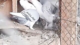 True Love relation