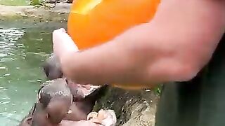 Hungry Hippos Enjoy Pumpkin  Treats